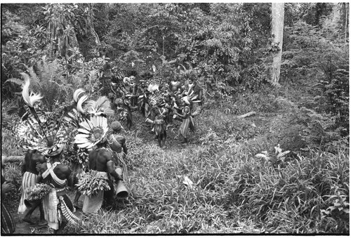 Pig festival, uprooting cordyline ritual, Tsembaga: decorated Tsembaga men and allies take uprooted plants to enemy boundary