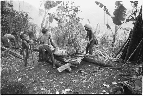 Pig festival, pig sacrifice, Tsembaga: men singe bristles from dead pig