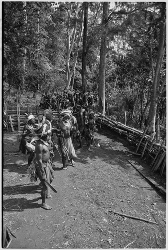 Pig festival, stake-planting, Tuguma: decorated men inside house fence join procession to enemy boundary