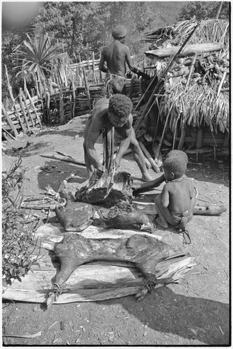 Distribution of wild pig meat: man cuts pork for distribution