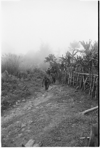 Pig festival, pig sacrifice, Tsembaga: men walk beside fence, going to dance ground