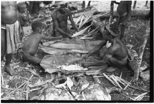 Pig festival, pig sacrifice, Tsembaga: abrogation of taboos, pitpit and pig's blood placed in banana leaves to be cooked for ritual meal