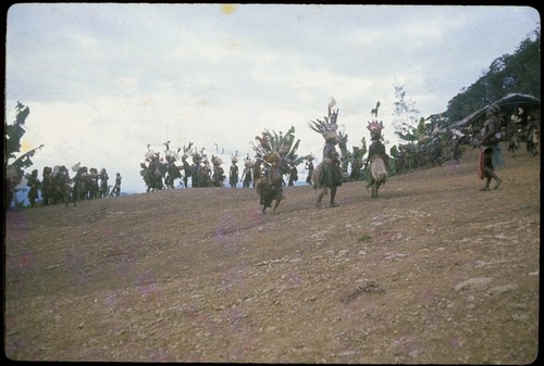 Pig festival, singsing, Tsembaga: young Tuguma women on dance ground