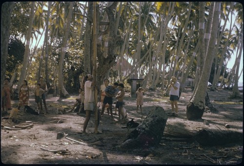 Mata'i Taria archaeological excavation, Moorea: Mope removing coconuts for safety