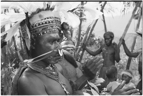 Pig festival, singsing, Kwiop: portrait of decorated man with feather headdress