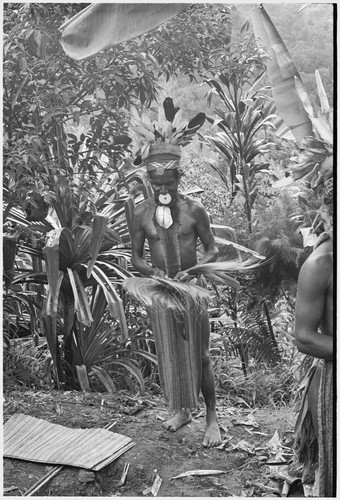 Pig festival, uprooting cordyline ritual, Tsembaga: decorated man holds bird-of-paradise feather valuables that he has removed from folded mat container at left