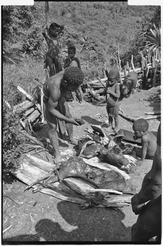 Distribution of wild pig meat: man shares cooked pork with children