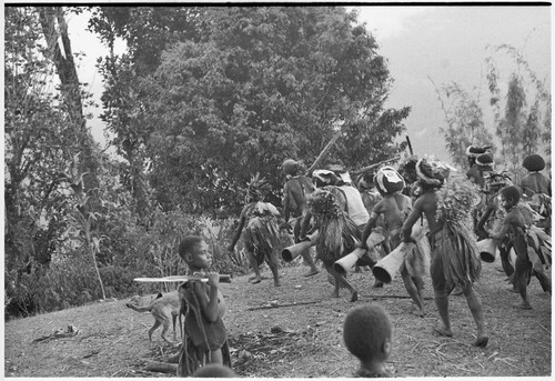 Pig festival, uprooting cordyline ritual, Tsembaga: men make stylized aggressive charge in front of government rest house, near clan boundary