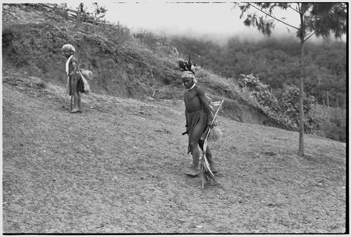 Pig festival, stake-planting, Tuguma: Tsembaga men, Akis and Noma drive out enemy spirits with bespelled stakes and cordyline