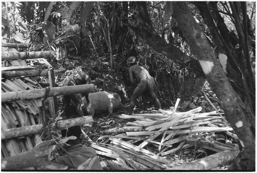 Pig festival, pig sacrifice, Tsembaga: in ancestral shrine, man holds pig, while another man clubs it