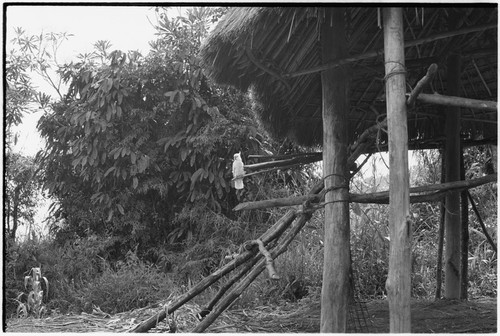 Fainjur: white cockatoo perched on house