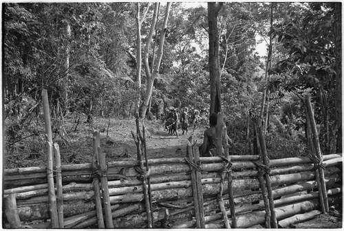 Pig festival, stake-planting, Tuguma: procession of Tuguma allies