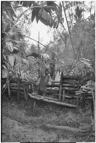 Pig festival, singsing preparations, Tsembaga: men at ritual gate marked with cordyline and bamboo arch