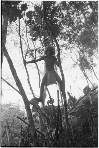 Hunting: Akis climbs young trees in secondary growth forest on fallow garden