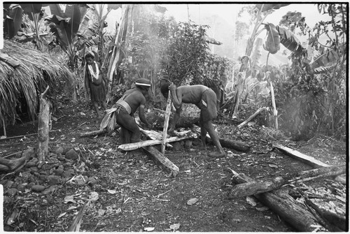 Pig festival, pig sacrifice, Tsembaga: men singe bristles from dead pig