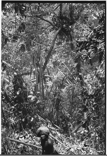 Bridge-building: man gathers lengths of wood