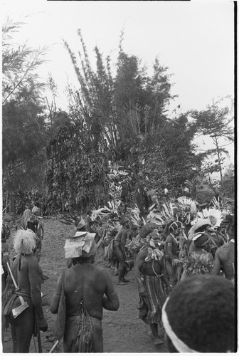 Pig festival, pig sacrifice, Tsembaga: decorated men leave ritual compound, dance to gate where cordyline roots will be dug up