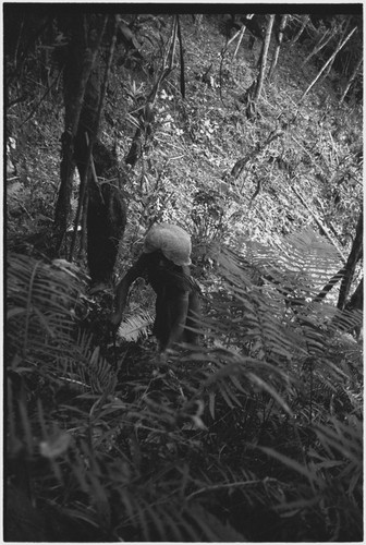 Hunting: man on steep slope in forest, pokes at undergrowth, seeking marsupials or other game