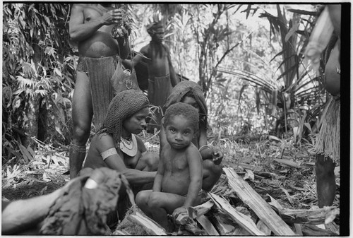 Pig festival, uprooting cordyline ritual, Tsembaga: people in ancestral shrine where sacrifice of female pigs is taking place