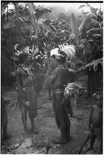 Pig festival, pig sacrifice, Tsembaga: behind ritual fence, decorated Tsembaga men prepare to distribute salted pork fat to allies