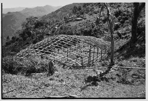 Pig festival, singsing preparations: building visitors' house, frame with roof supports