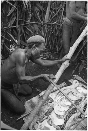 Pig festival, pig sacrifice, Tsembaga: bark from center post for sacrifice house is scraped over shelll valuables, to increase wealth