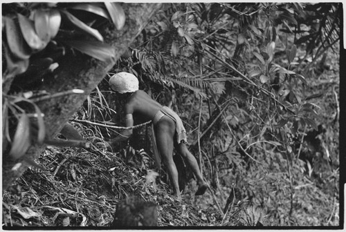 Hunting: Akis in forest, setting a snare