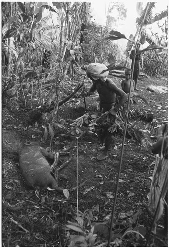 Pig festival, pig sacrifice, Tsembaga: in ancestral shrine, pig has been flailed with eels (visible to right of pig) in sacrifice to spirits of the low ground