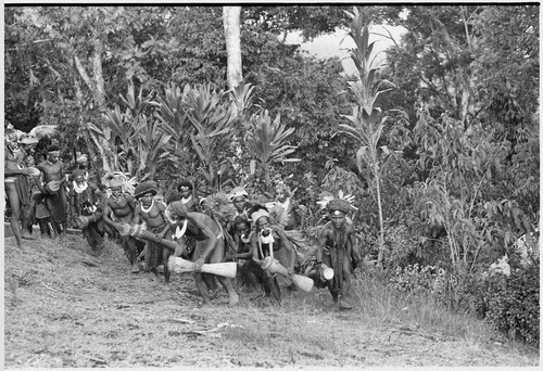 Pig festival, uprooting cordyline ritual, Tsembaga: men make stylized aggressive charge in front of government rest house, near clan boundary