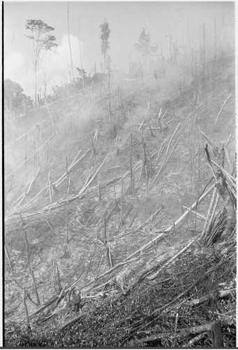 Gardening: large garden plot prepared with slash-and-burn