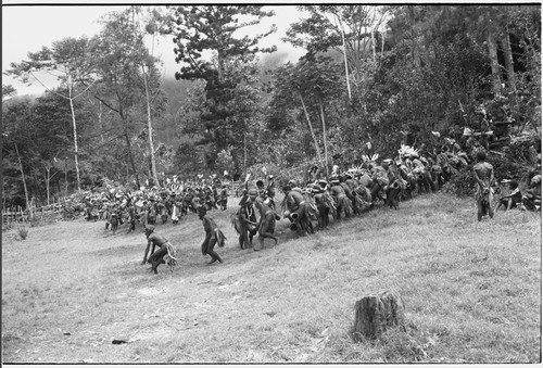 Pig festival, uprooting cordyline ritual, Tsembaga: Tsembaga men and allies make stylized aggressive charges in front of government rest house, near clan boundary