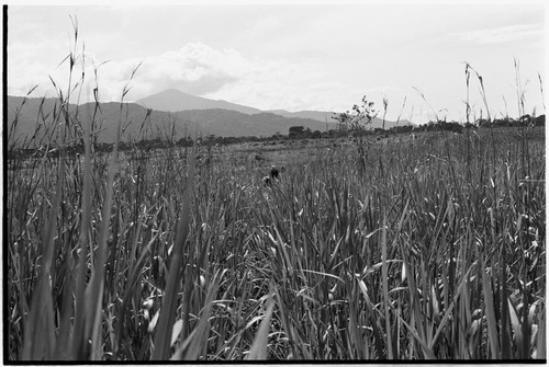 Aiome area: kunai grassland at Jamenke, Schrader foothills in distance