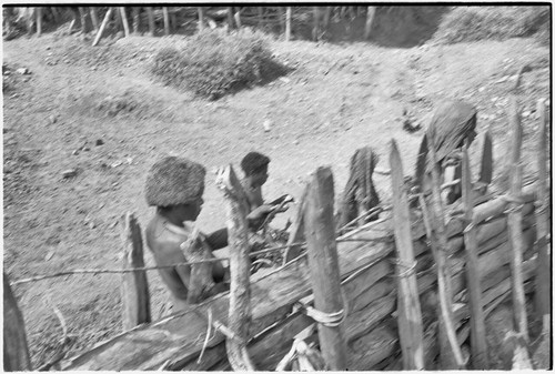 Distribution of wild pig meat: men and women receive their shares