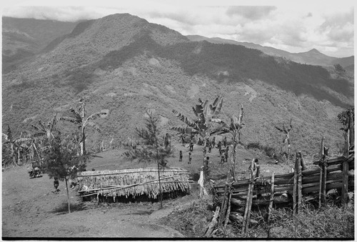 Pig festival, singsing preparations, Tsembaga: dance ground and visitors' house