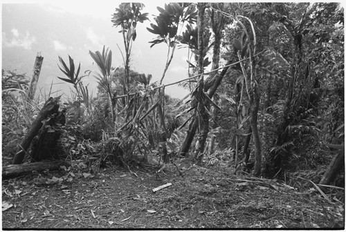 Pig festival, pig sacrifice, Tsembaga: entrance to ancestral shrine, framed with cordyline leaves, through which eels have been brought