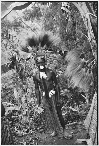 Pig festival, uprooting cordyling ritual, Tsembaga: man holds a mirror and wears elaborate feather headdress, many shell valuables, and marsupial fur, more bird-of-paradise feathers stuck into tree at right