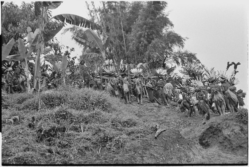 Pig festival, singsing, Tsembaga hosts Tsengamp: decorated men at ritual fence, prepare to enter dance ground