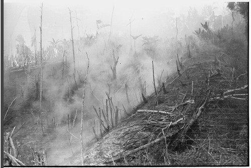 Gardening: slash-and-burn technique being used to clear garden land