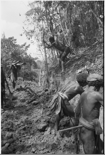 Trail-building: men use digging sticks to terrace level path on a hillside