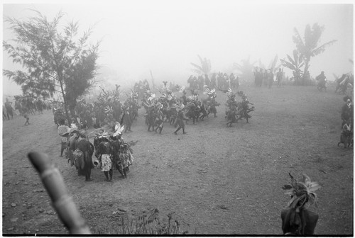 Pig festival, pig sacrifice, Tsembaga: decorated men gather on dance ground below ritual fence