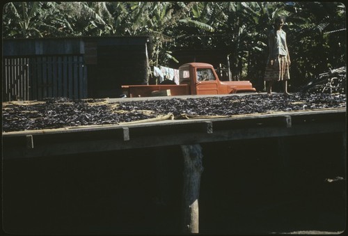 Vanilla beans drying on a platform