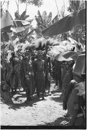 Pig festival, singsing, Kwiop: decorated men with feather headdresses are displayed to women