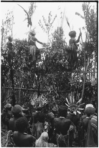 Pig festival, pig sacrifice, Tsembaga: men on ritual fence call names of allies, men below present packets of salted pork through small opening