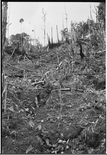 Gardening: young plants in new garden, many logs lie on ground from slash-and-burn technique used to clear ground