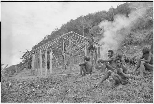 Pig festival, singsing preparations, Tsembaga: men build visitors' house, frame construction