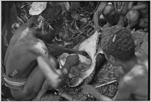 Pig festival, uprooting cordyline ritual, Tsembaga: man removes entrails from female pig that has been sacrificed to spirits of high ground