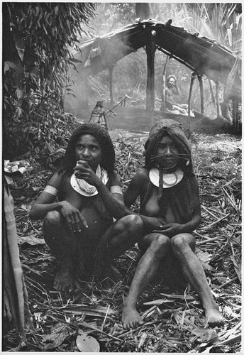 Pig festival, uprooting cordyline ritual, Tsembaga: in ancestral shrine, women in front of unwalled shelter