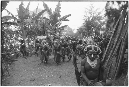 Pig festival, pig sacrifice, Tsembaga: decorated men and women dance onto dance ground
