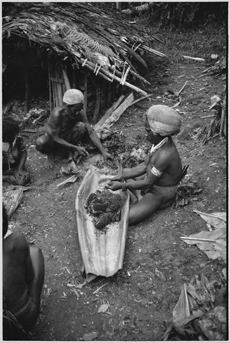 Pig festival, uprooting cordyline ritual, Tsembaga: men strip seeds from red pandanus fruit, to be eaten or squeezed for oily juice