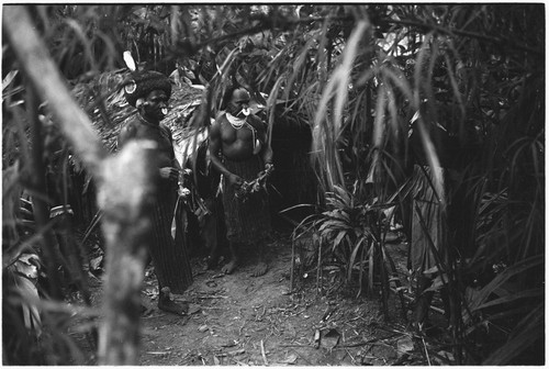 Pig festival, pig sacrifice, Tsembaga: behind ritual fence, Tsembaga men in red wigs prepare to distribute pork to allies